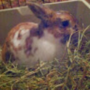 Meet your Posher, Tess